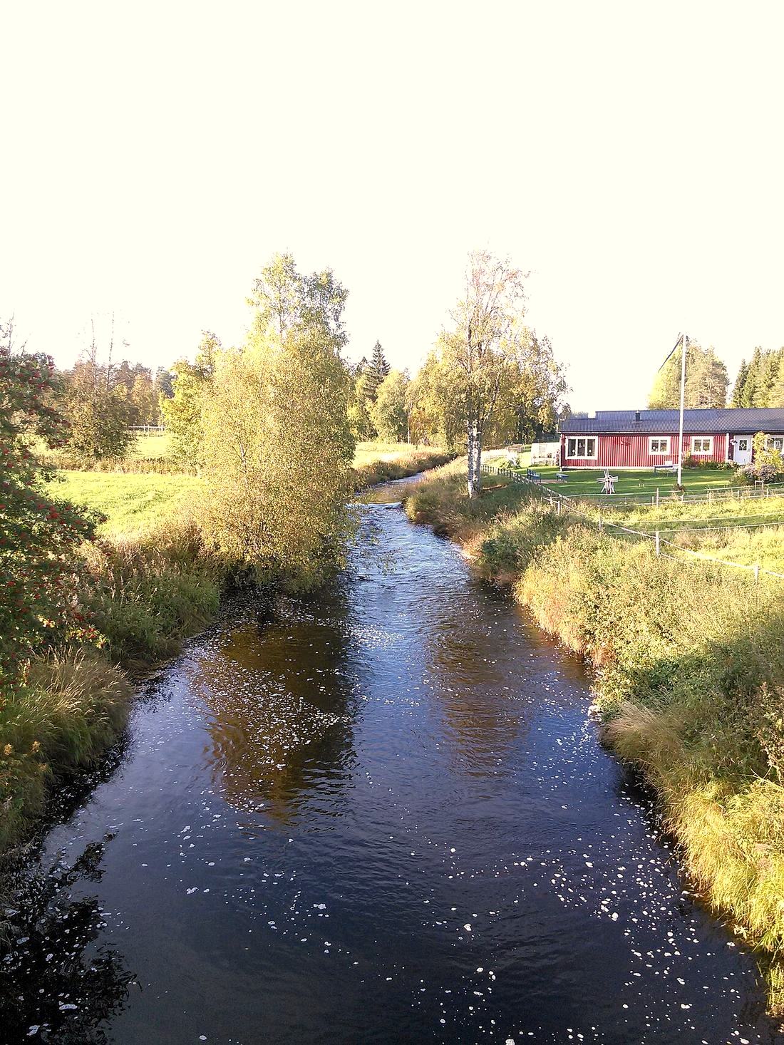 Tallskog längs Täfteån i Tväråmark, september 2017.